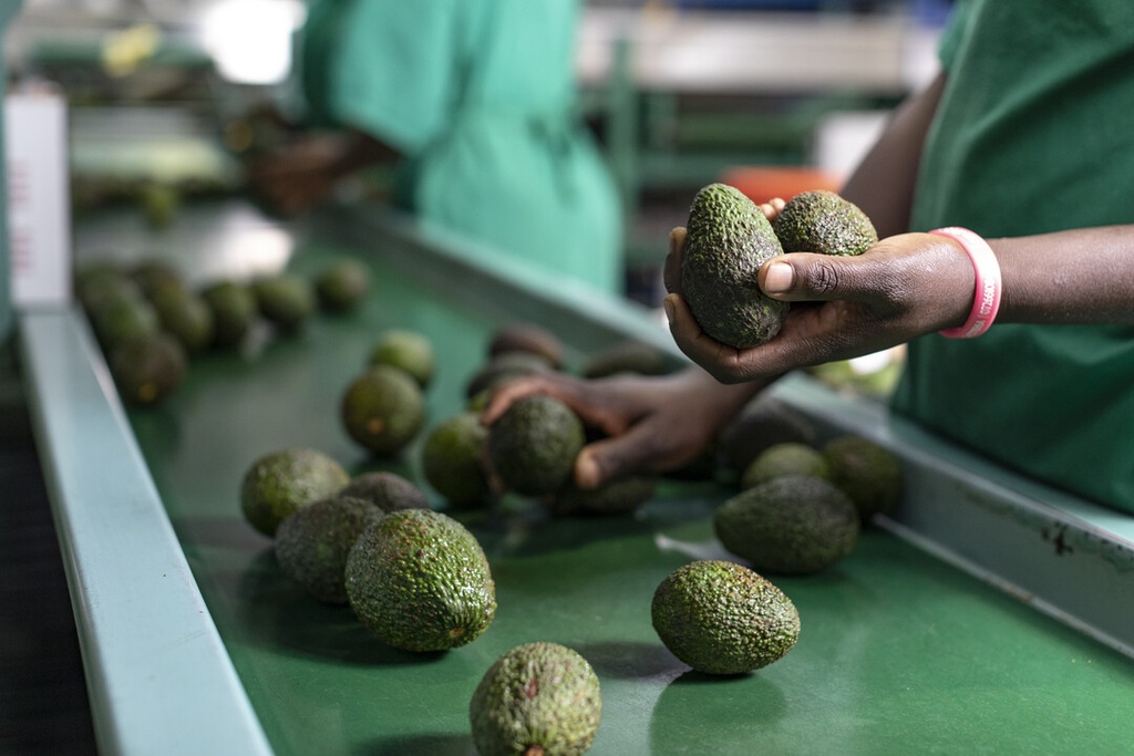Avocado Processing Line